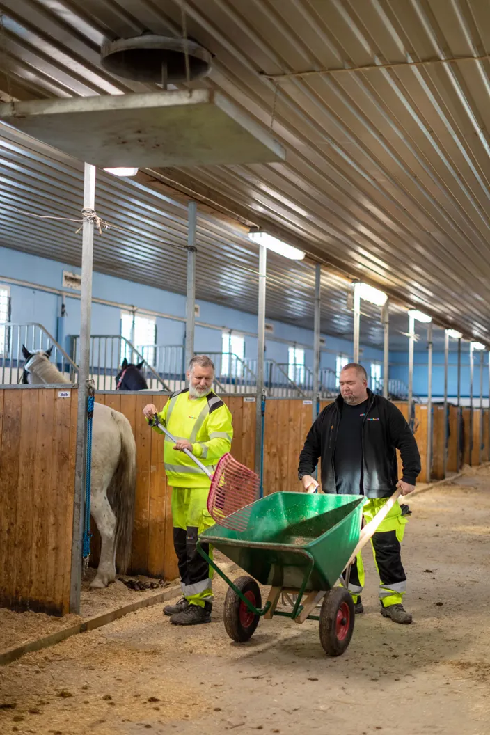 Bild på två män vid en grön skottkärra i ett stall. 