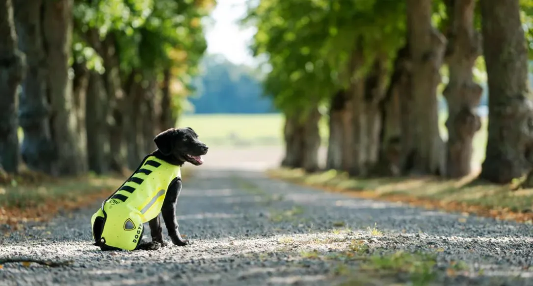 Samhallsmedarbetare tränar en svart hund som sitter på en grusväg mellan två rader av träd och bär en gul skyddsväst.